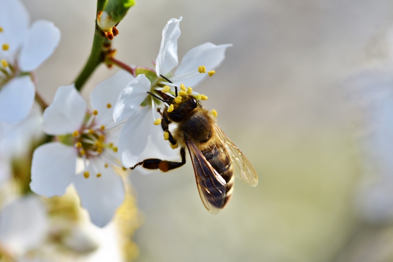 jardinerie-BREIL SUR ROYA-min_bee-4092986